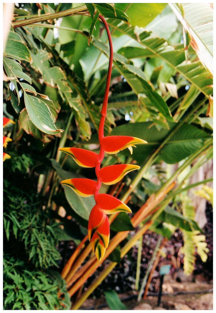 02 - Le Jardin D'Eden (5).jpg